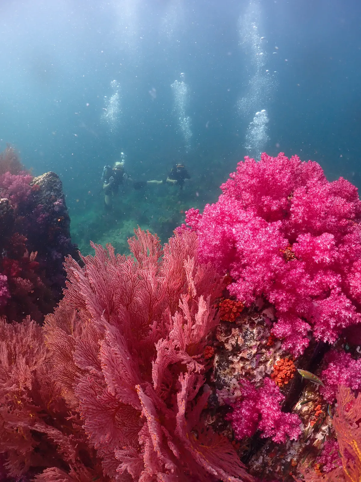 Pink soft corals at 8 Mile Rock, Koh Lipe