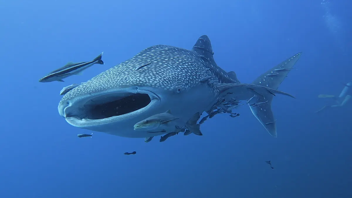 A whale shark passing divers at 8 Mile Rock, Koh Lipe