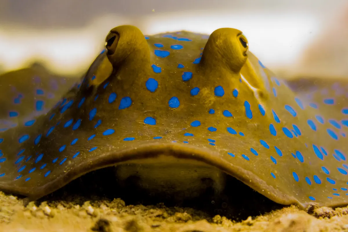 A blue-spotted stingray on the sand at 8 Mile Rock