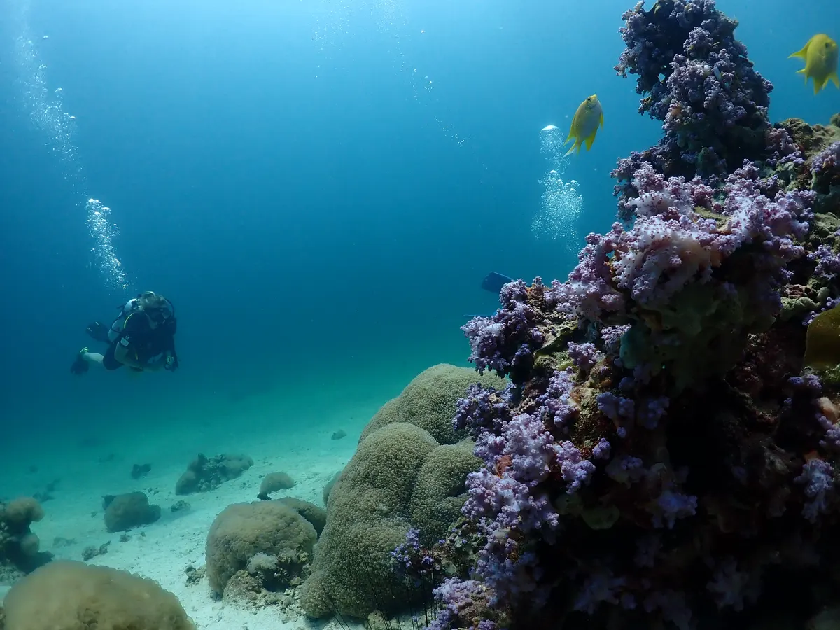 Diver over purple soft corals in Tarutao National Marine Park