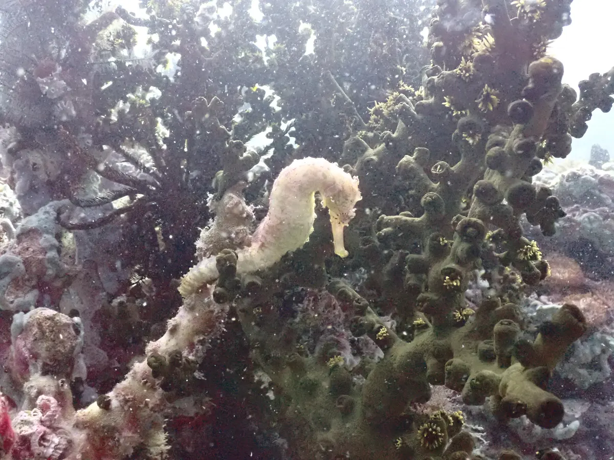 Seahorse on a coral head in Tarutao National Marine Park
