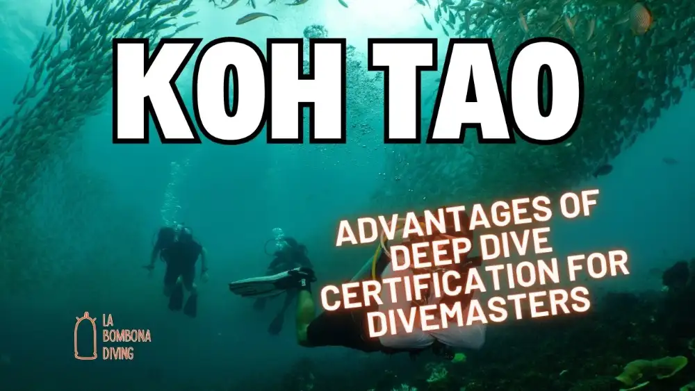 A professional divemaster leading a group of divers along a deep reef wall in Koh Tao