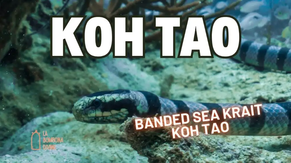 A banded sea krait with black and silvery-blue bands swimming over a coral reef in Koh Tao