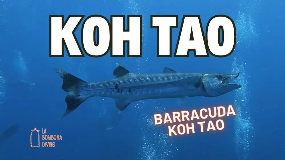 A silver barracuda hovering in blue water off Koh Tao, its long torpedo-shaped body and prominent jaw clearly visible