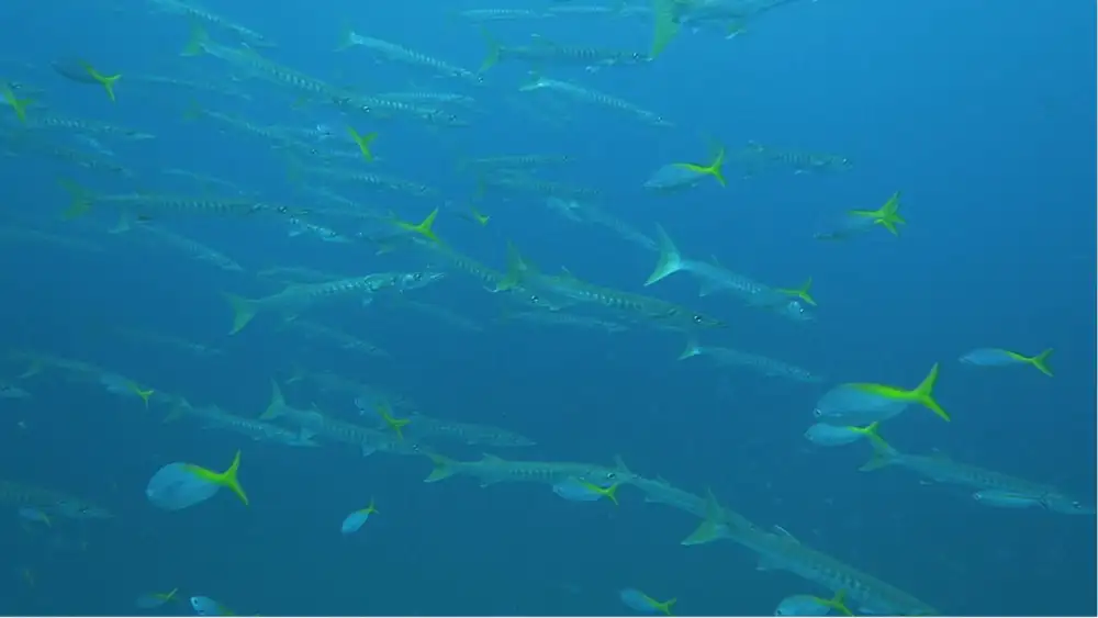 A dense school of silver barracuda swirling in a tight formation in the blue water around Koh Tao