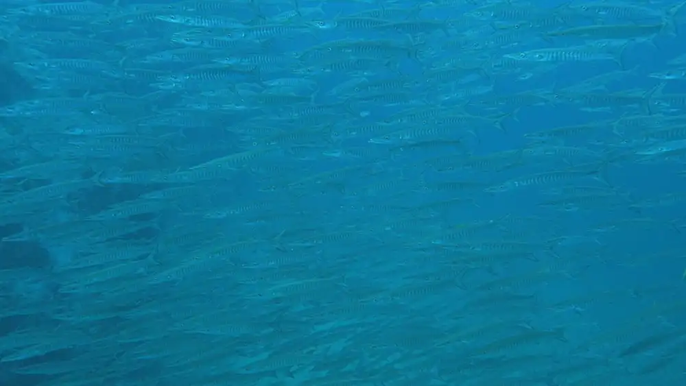 A scuba diver watching a school of barracuda pass by in the clear water of Koh Tao