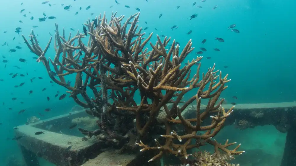 Branching staghorn coral growing on an artificial reef structure, surrounded by small reef fish