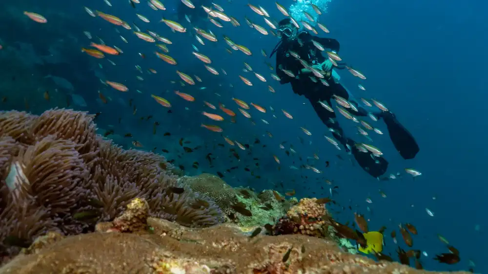 Sail Rock dive site between Koh Tao and Koh Phangan — the pinnacle rising from deep water with schooling fish