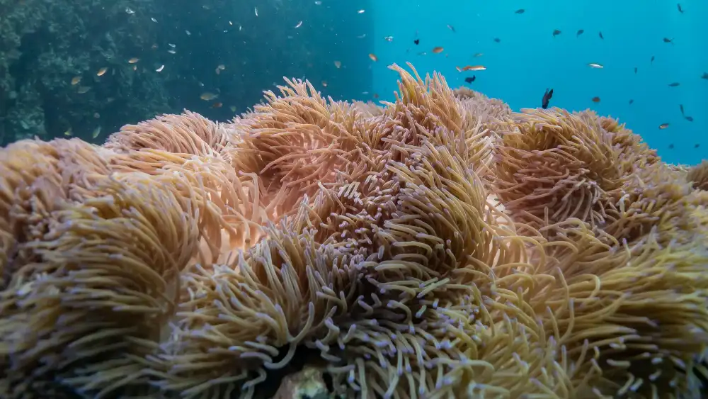 Hin Wong Pinnacle, Koh Tao — deep granite boulders covered in soft corals on the island's east coast