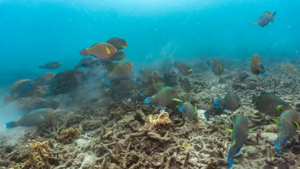 Shark Island, Koh Tao — the surface-breaking granite pinnacle south of the island with coral-covered slopes below