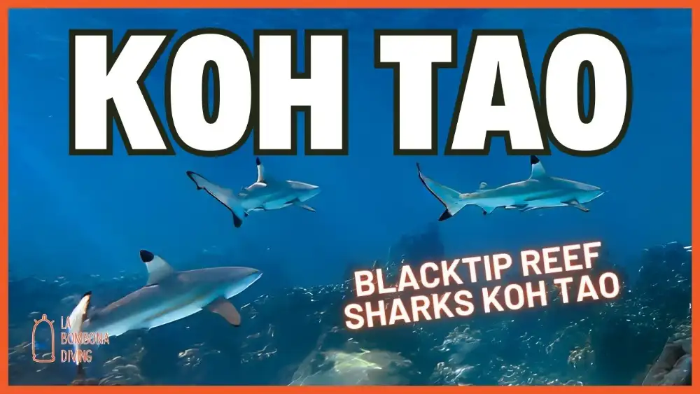 A blacktip reef shark with its distinctive black-tipped dorsal fin cruising over a shallow reef in clear water off Koh Tao
