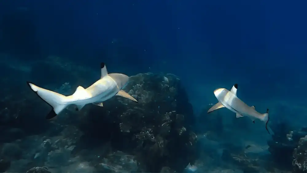 Blacktip reef sharks patrolling the shallows of one of their favourite bays in Koh Tao
