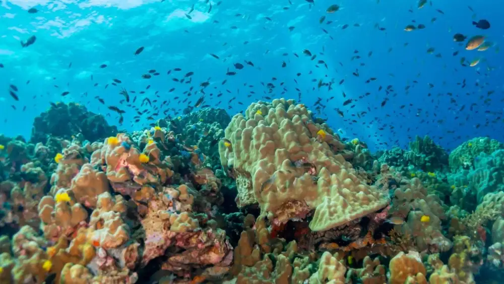 A healthy coral reef at Koh Tao with clouds of small reef fish above hard coral formations in sunlit water