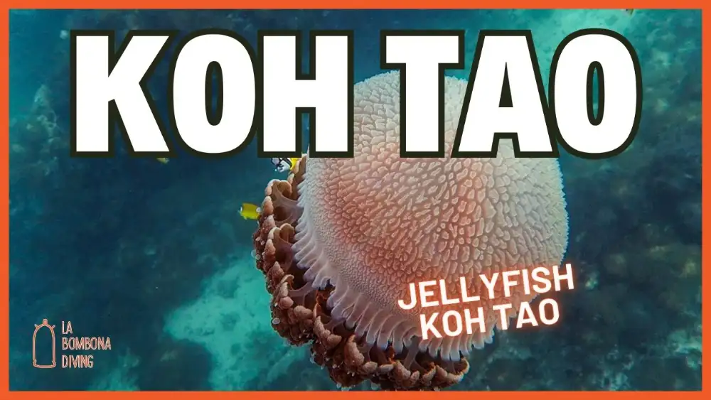 A translucent jellyfish drifting through blue water off Koh Tao, its tentacles trailing behind it