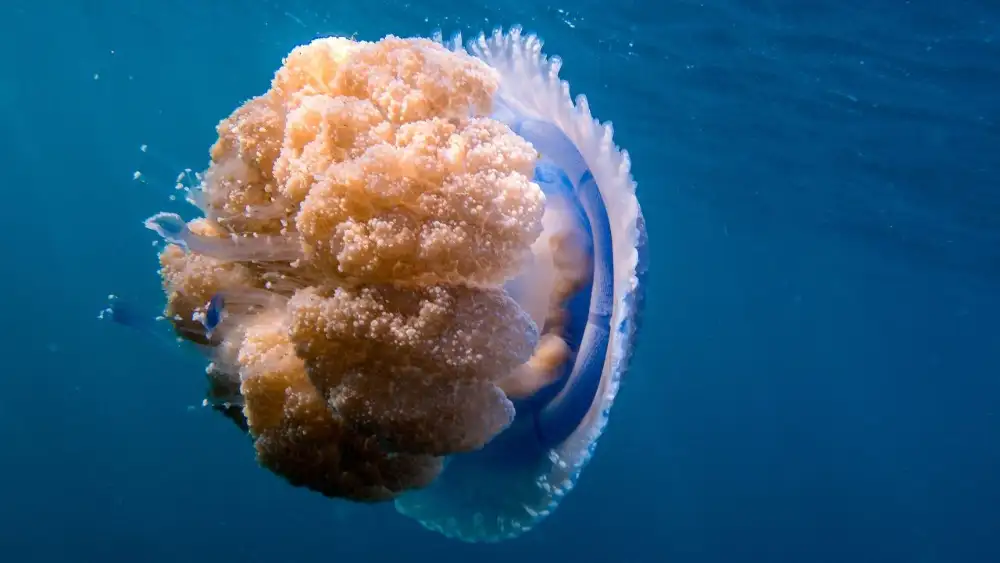 A jellyfish pulsing through sunlit water near Koh Tao, seen by a snorkeller from above