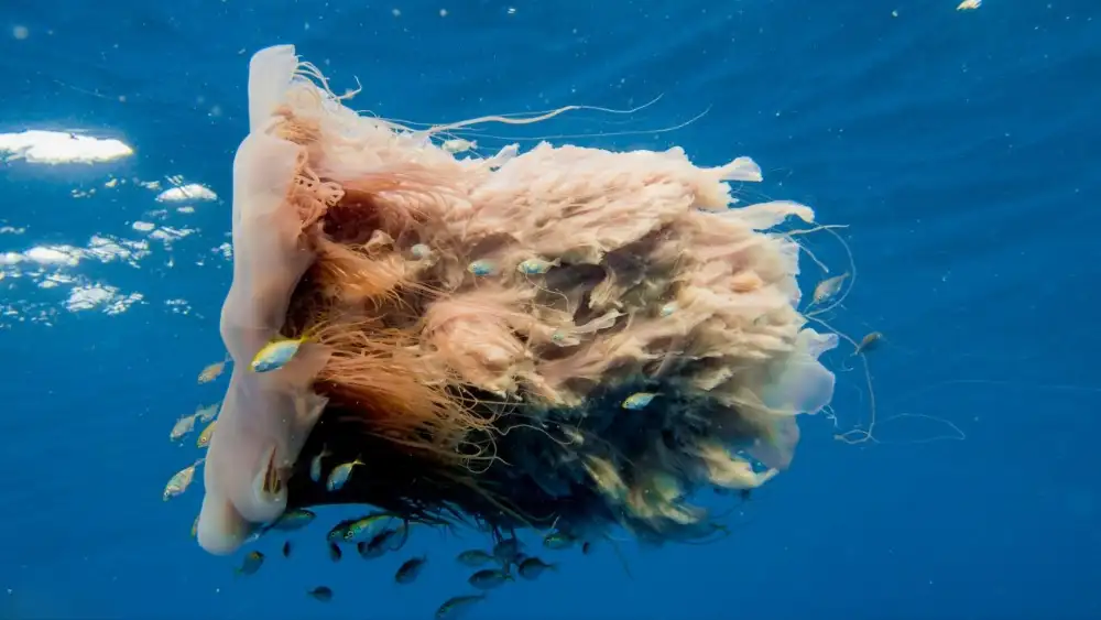 A lion's mane jellyfish with its long, cascading reddish tentacles flowing behind it in open water