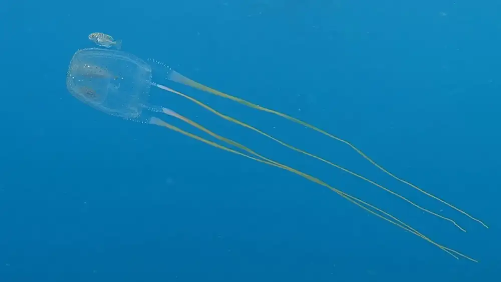 A snorkeller in a rash guard keeping a safe distance from a jellyfish in the shallow water off Koh Tao