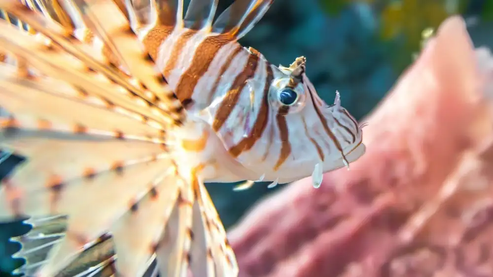A lionfish stalking along the reef with its pectoral fins fanned out, the hunting posture it uses to corner small fish