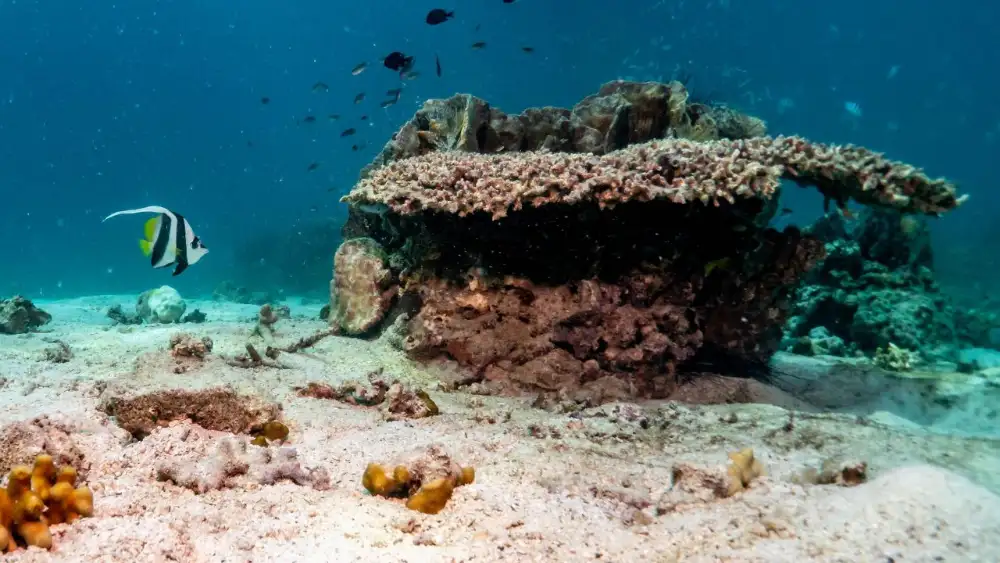 Conservation initiatives protecting Koh Tao's marine life: a diver tending coral fragments on a nursery frame