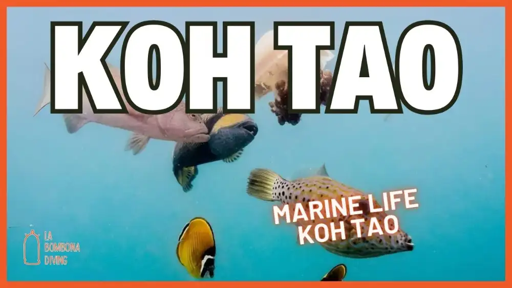 A colourful coral reef off Koh Tao teeming with tropical fish in clear blue water
