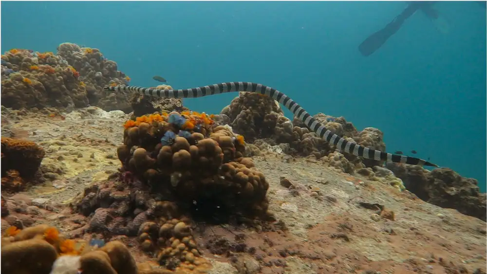 A banded sea krait with black and white bands swimming along the reef in Koh Tao