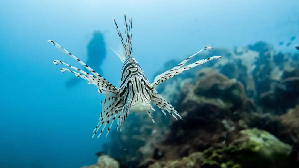 A lionfish hovering over the reef in Koh Tao, its red-and-white striped fins fanned out