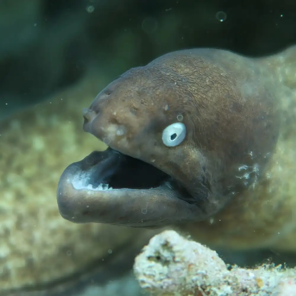 A white-eyed moray eel peering out of a crevice in the reef at Koh Tao, mouth open