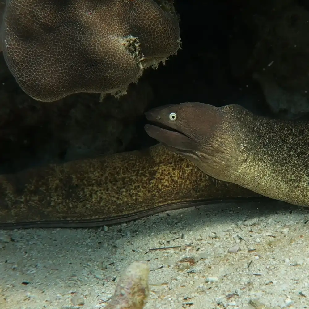 Close-up of a white-eyed moray eel's head emerging from coral, mouth open and pale eyes clearly visible
