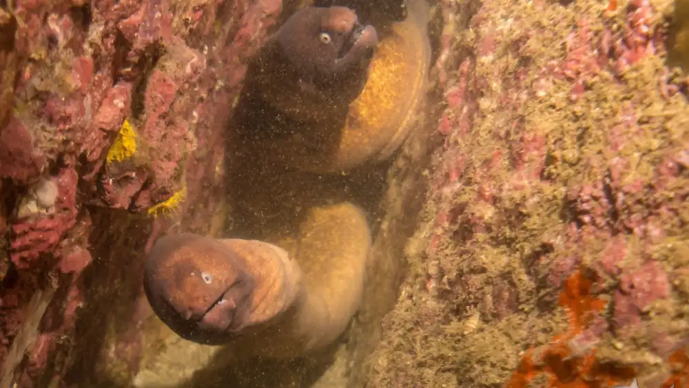 A white-eyed moray eel on the reef at Koh Tao, watched by a diver in the background