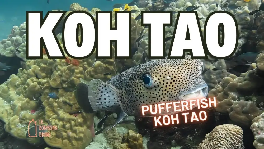 A spotted porcupinefish hovering over hard coral on a Koh Tao reef, with the caption "Pufferfish Koh Tao"