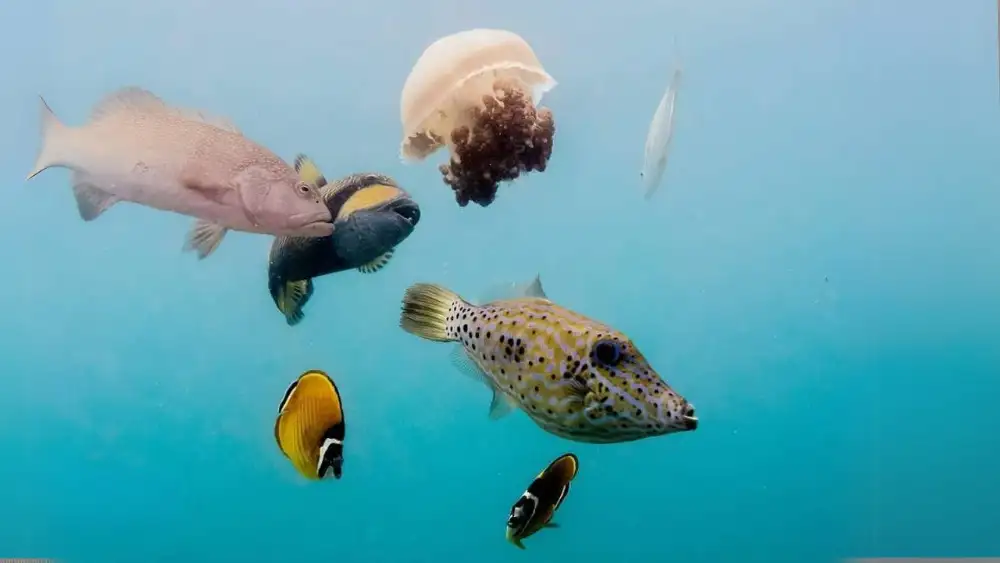 A diver observing a scribbled filefish from a respectful distance over a Koh Tao reef