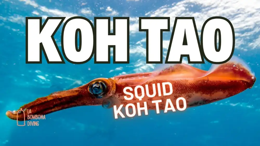 A bigfin reef squid hovering in dark water at night off Koh Tao, its translucent body glowing with shifting colours