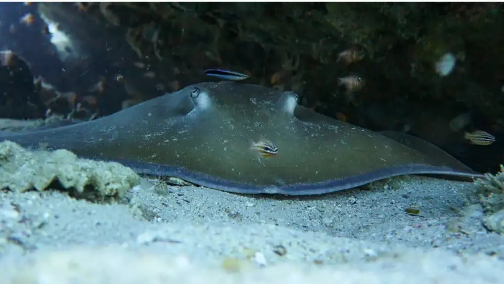 A large Jenkins' whip ray with a long whip-like tail resting on the seabed near rocks off Koh Tao