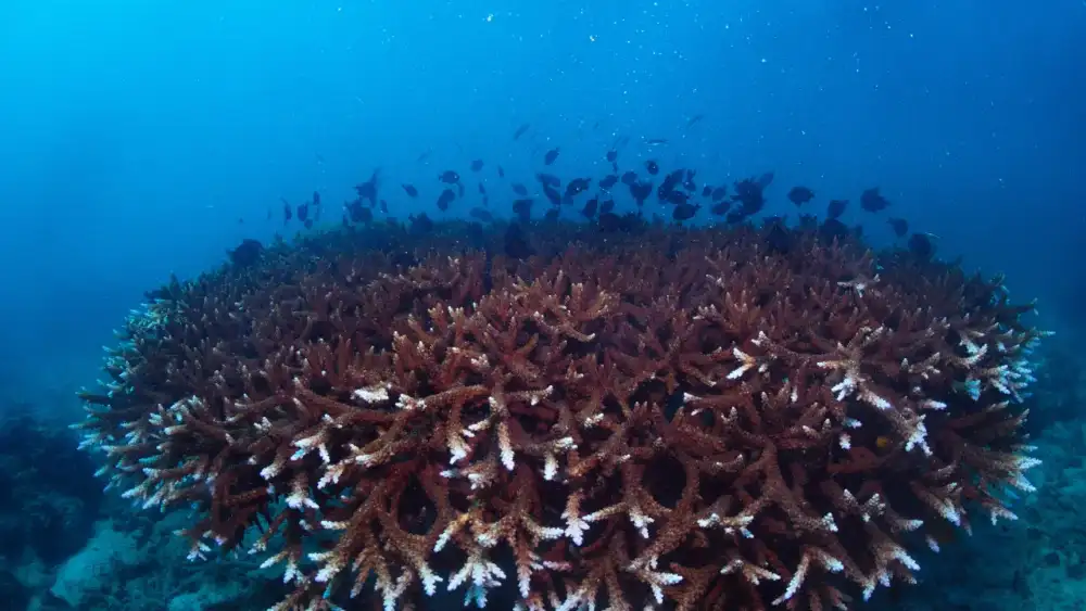 A snorkeller floating over the shallow coral of Shark Bay, Koh Tao, where blacktip reef sharks and turtles are regular visitors