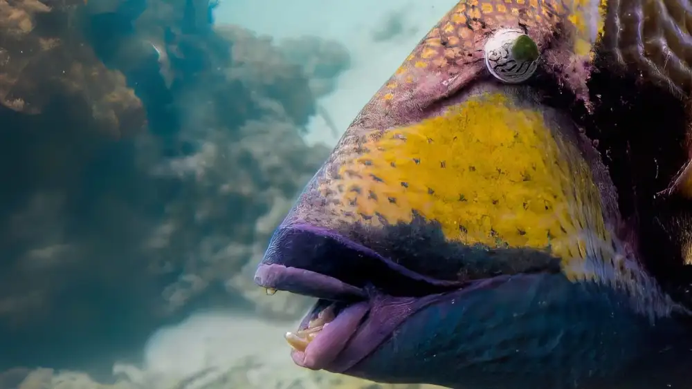 A titan triggerfish underwater in Koh Tao, showing its large oval body and powerful jaws