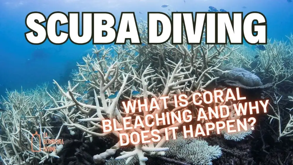 Bleached white branching coral on a Koh Tao reef, with the caption "What is coral bleaching and why does it happen?"