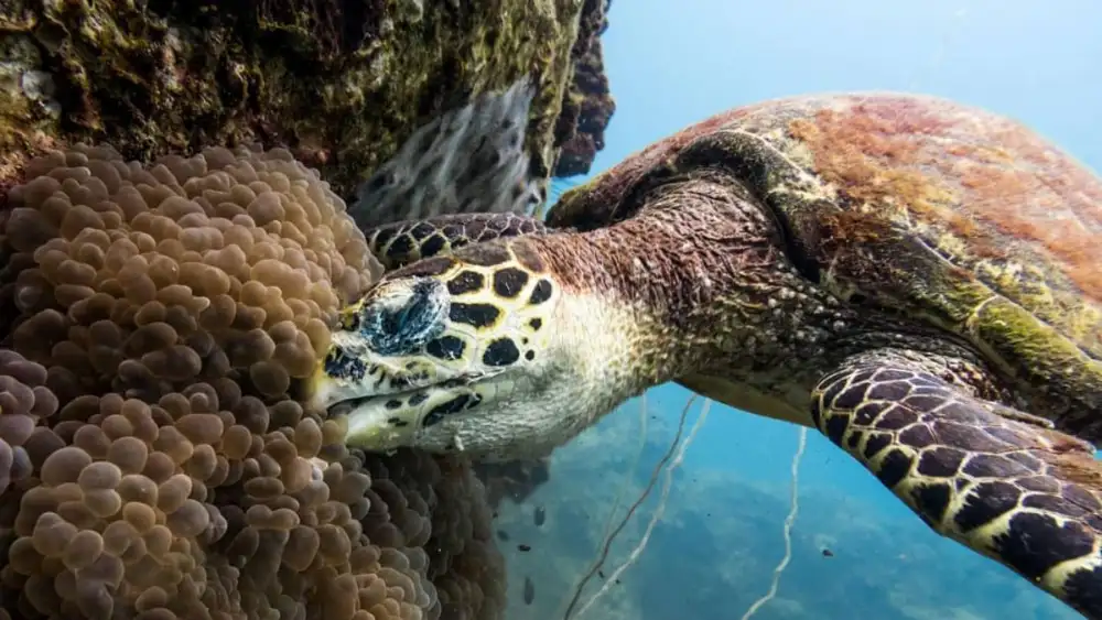 Close-up of a sea turtle's shell with algae and small marine organisms growing on it
