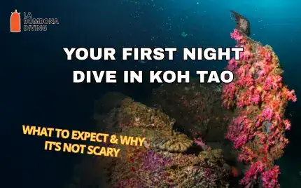 Title card over a torch-lit reef of pink soft corals at night — Your First Night Dive in Koh Tao, what to expect and why it’s not scary