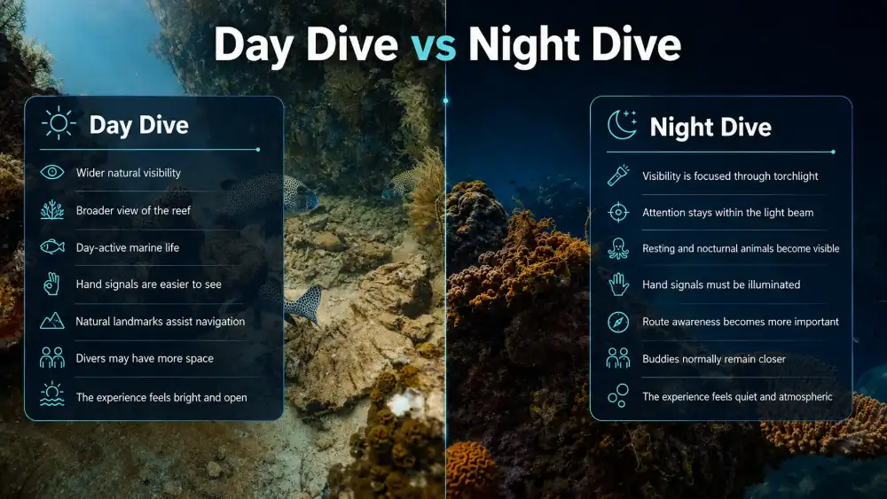 Infographic comparing a day dive and a night dive: visibility, marine life, hand signals, navigation, buddy distance and how the dive feels